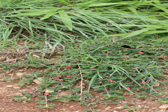Indigofera linnaei